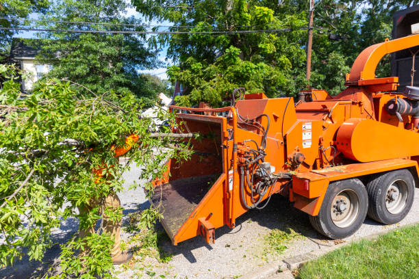 The Steps Involved in Our Tree Care Process in Harveys Lake, PA